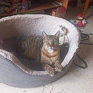 Zena a rejoint le concours — aidez-le/la à gagner de superbes lots ! cat, tabby_cat, pet_bed, stuffed_animal, indoor, floor, toy, cozy, relaxed, animal, feline, household, clutter, domestic, cute, resting, looking, fur, whiskers, paws
