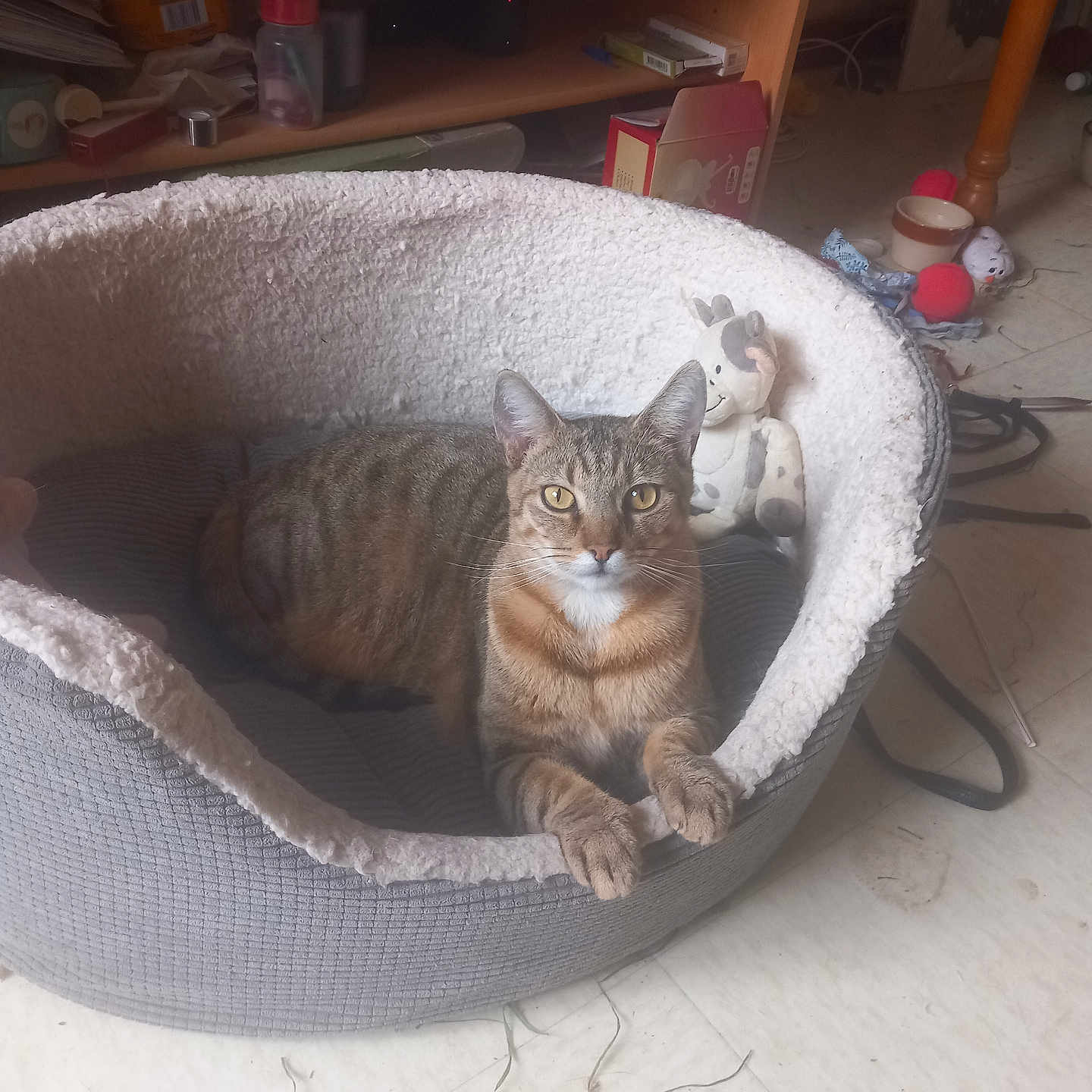 Zena