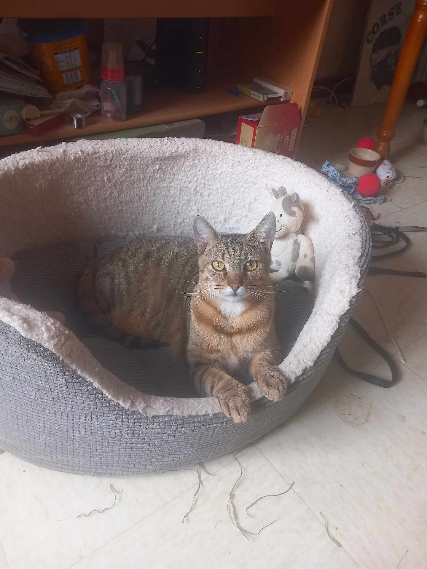 Zena a rejoint le concours — aidez-le/la à gagner de superbes lots ! cat, tabby_cat, pet_bed, stuffed_animal, indoor, floor, toy, cozy, relaxed, animal, feline, household, clutter, domestic, cute, resting, looking, fur, whiskers, paws