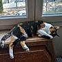 animal, calico, cat, cozy, daylight, feline, fur, house, indoor, paw, peaceful, pet, quiet, relaxing, resting, sleeping, sunlight, tail, window, wooden_surface