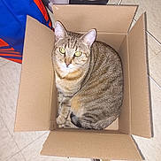 La Grosse participe au concours pour gagner de l'argent avec cette photo : cat, tabby, cardboard_box, pet_carrier, floor, tile, indoor, animal, feline, curious, looking_up, household, container, brown, striped, ears, whiskers, sitting, compact, domestic