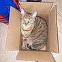 cat, tabby, cardboard_box, pet_carrier, floor, tile, indoor, animal, feline, curious, looking_up, household, container, brown, striped, ears, whiskers, sitting, compact, domestic