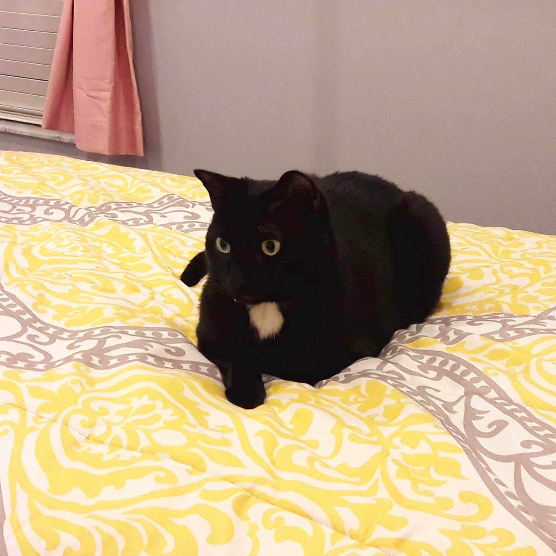 Barney joined the competition — help win amazing prizes! alert, animal, bed, bedspread, black_cat, cat, cozy, cute, domestic, ears, feline, fur, gray, house, indoor, patterned, pets, resting, whiskers, yellow