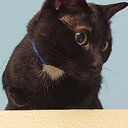 Barney is registered to the contest to win money with this photo: animal, black_cat, blue_background, cat, close_up, collar, curious, domestic_animal, ears, feline, fur, indoor, looking_down, mammal, pet, portrait, texture, whiskers, white_patch, wide_eyes