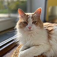 Winnie joined the competition — help win amazing prizes! calm, cat, close_up, cream_color, cute, domestic_animal, fluffy, fur, indoor, mat, natural_light, paw, pet, portrait, relaxed, resting, sunlight, whiskers, white_color, window