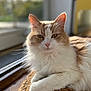 calm, cat, close_up, cream_color, cute, domestic_animal, fluffy, fur, indoor, mat, natural_light, paw, pet, portrait, relaxed, resting, sunlight, whiskers, white_color, window