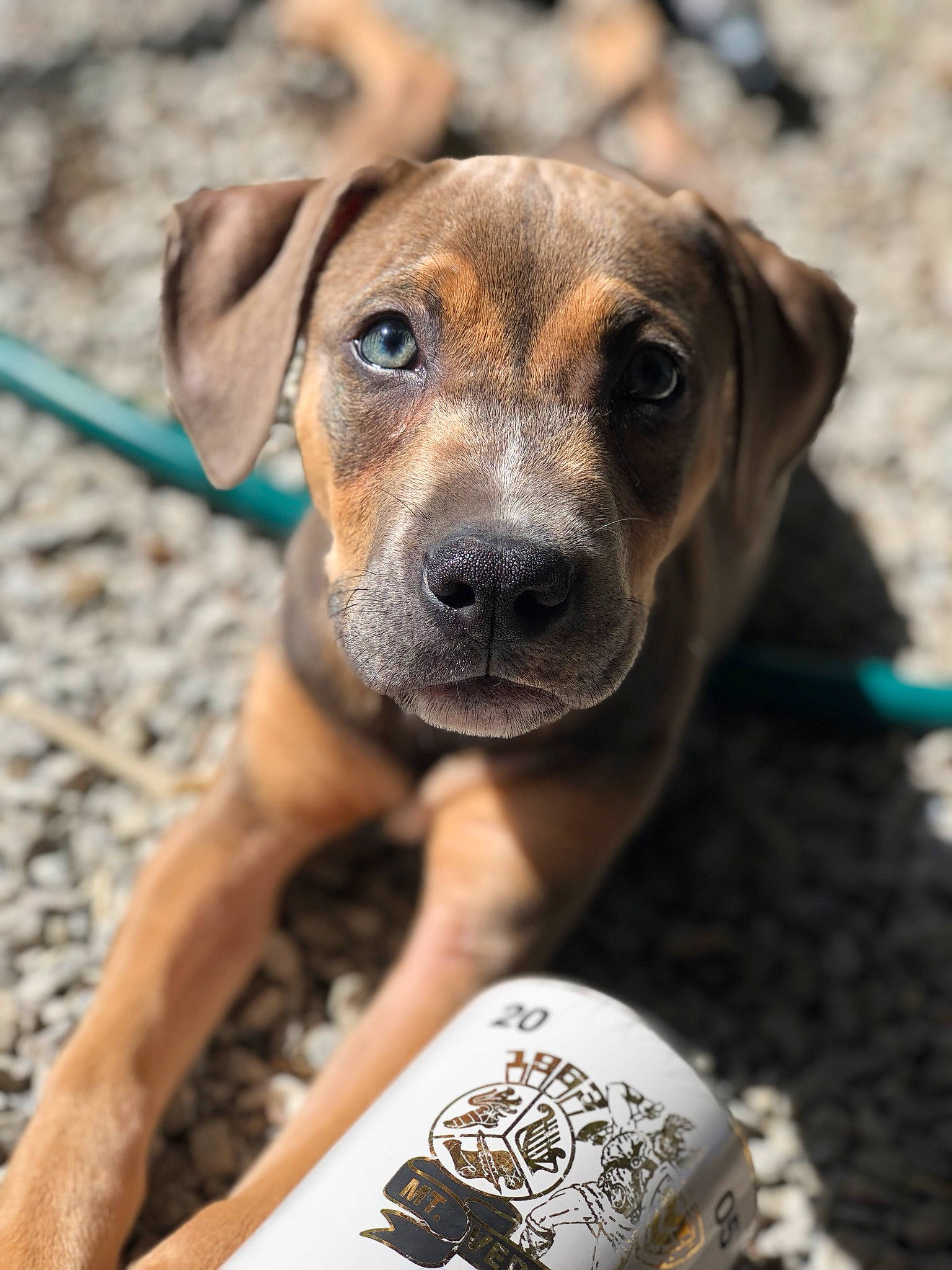 Gamora is registered to the contest to win money with this photo: black_mouth_cur, canidae, carnivore, dog, dog_breed, fawn, hound, mammal, mountain_cur, potcake_dog, puppy, rare_breed_dog, rhodesian_ridgeback, snout, sporting_group, vertebrate, whiskers