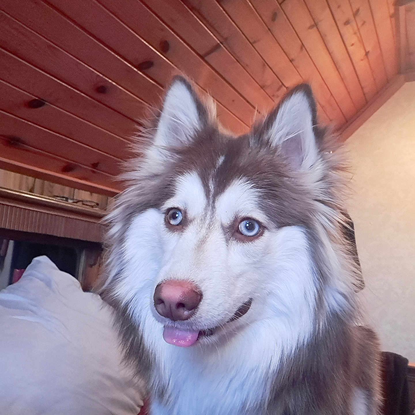 Blu is registered to the contest to win money with this photo: animal, architecture, building, canine, collie, couch, dog, eskimodog, furniture, hardwood, husky, indoors, interiordesign, livingroom, outdoors, pet, puppy, room, shelter, wood