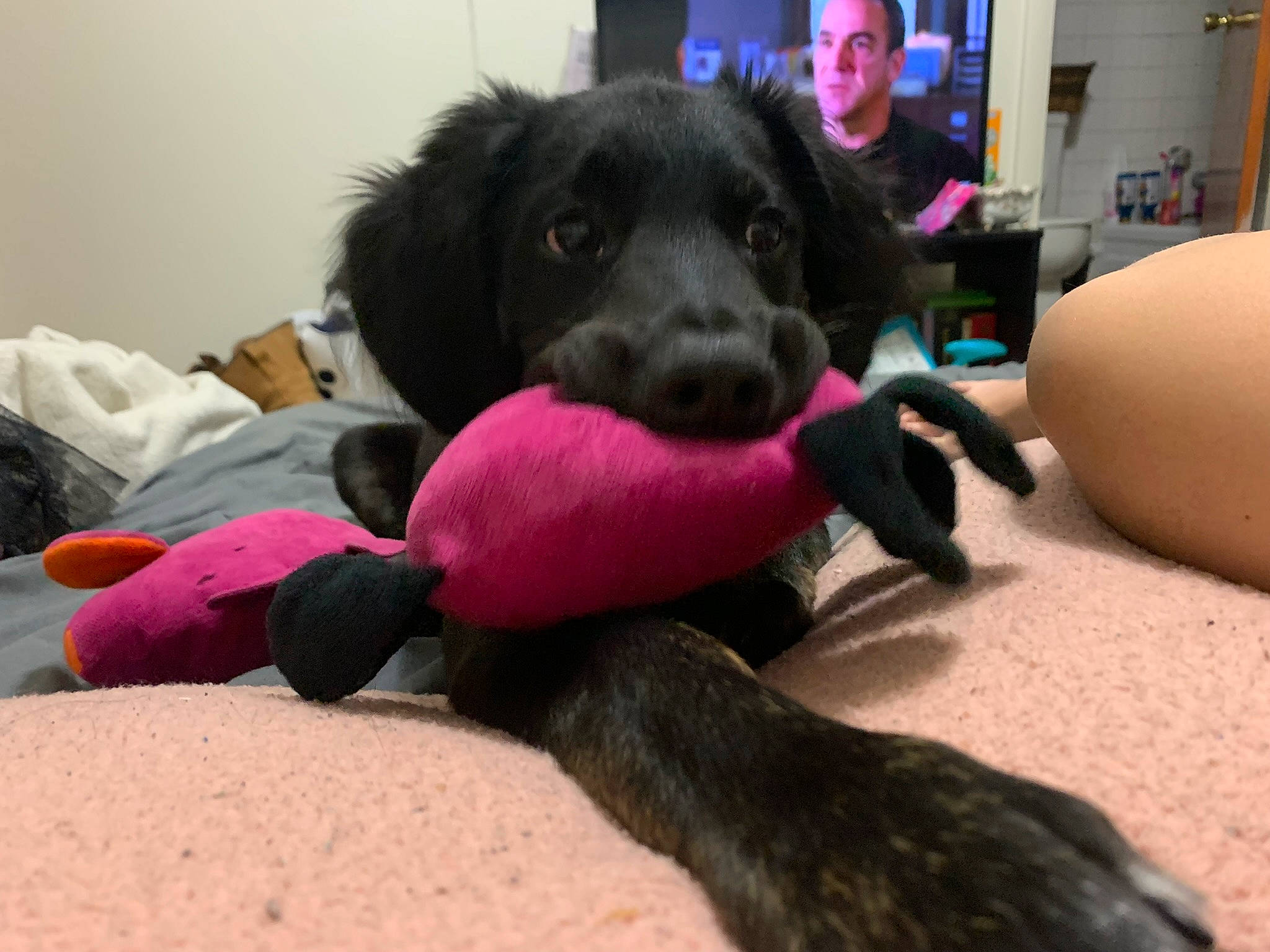 Gus joined the competition — help win amazing prizes! borador, carnivore, comfort, companion_dog, dog, dog_breed, dog_supply, fawn, flooring, fur, guard_dog, magenta, mammal, non_sporting_group, puppy, snout, sporting_group, vertebrate, working_animal, working_dog