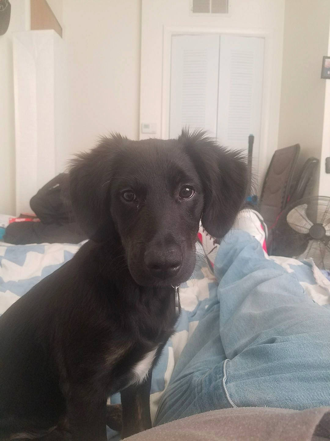 Gus joined the competition — help win amazing prizes! borador, canidae, carnivore, comfort, companion_dog, couch, dog, dog_breed, door, flooring, fur, gun_dog, liver, puppy, retriever, snout, sporting_group, whiskers, working_animal