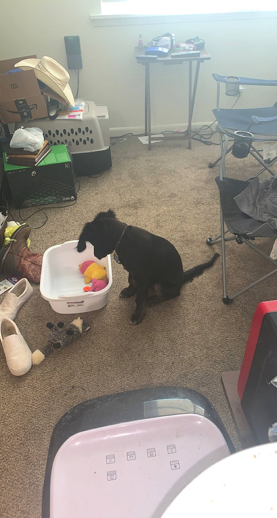 Gus joined the competition — help win amazing prizes! building, canidae, carnivore, chair, cloud, comfort, companion_dog, dog, dog_breed, floor, flooring, hardwood, metal, room, sporting_group, tail, working_animal