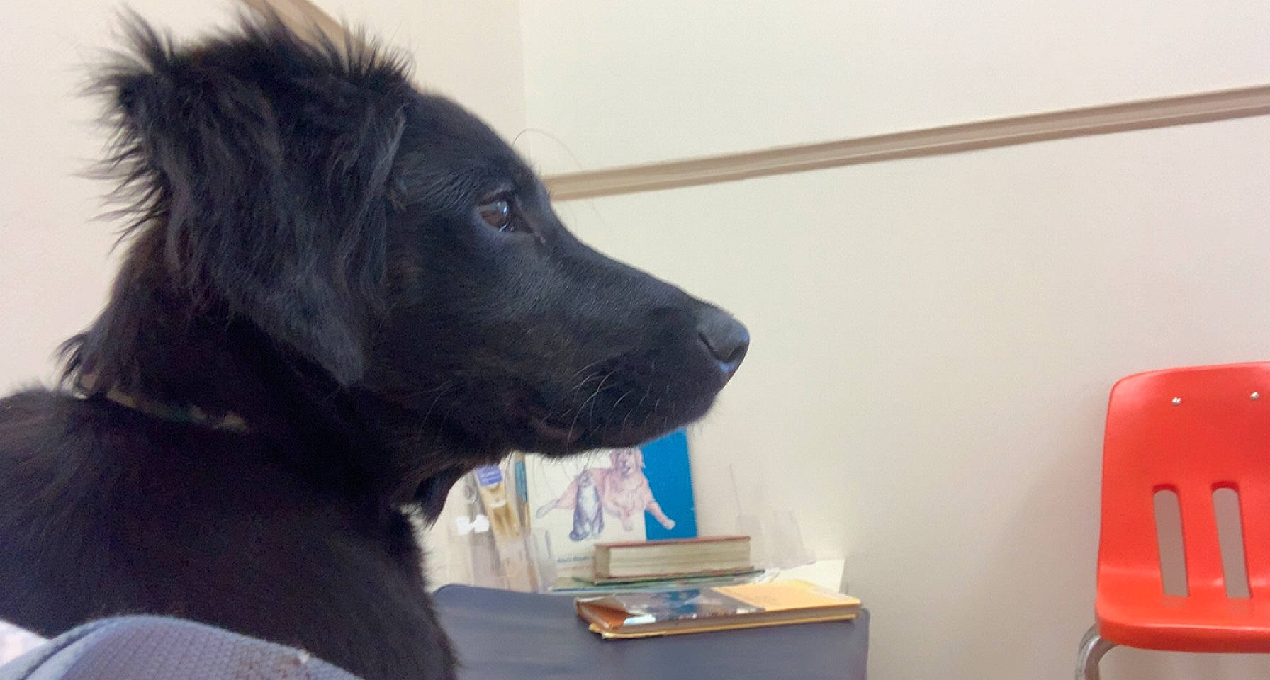 Gus joined the competition — help win amazing prizes! borador, canidae, carnivore, collar, companion_dog, dog, dog_breed, dog_collar, fur, giant_dog_breed, guard_dog, herding_dog, office_supplies, snout, sporting_group, whiskers, working_animal, working_dog