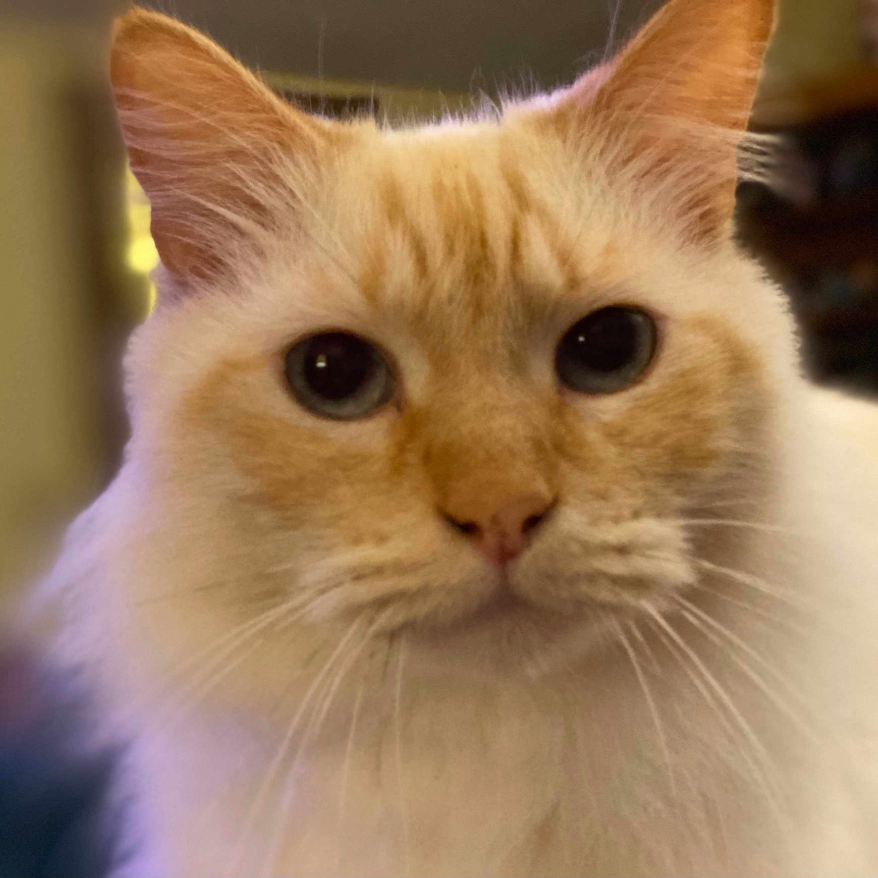 Foxy Henry joined the competition — help win amazing prizes! alert, animal, blue_eyes, cat, close_up, cream_colored, cute, domestic_cat, face, feline, fluffy, friendly, indoor, looking, mammal, pet, portrait, soft_fur, whiskers, young_cat