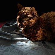 Amour participe au concours pour gagner de l'argent avec cette photo : bed, blanket, cat, closeup, domestic, dramatic_lighting, ears, feline, fur, indoor, pet, portrait, relaxed, rumpled_sheets, shadow, side_profile, sleepy, soft_texture, tortoiseshell, whiskers