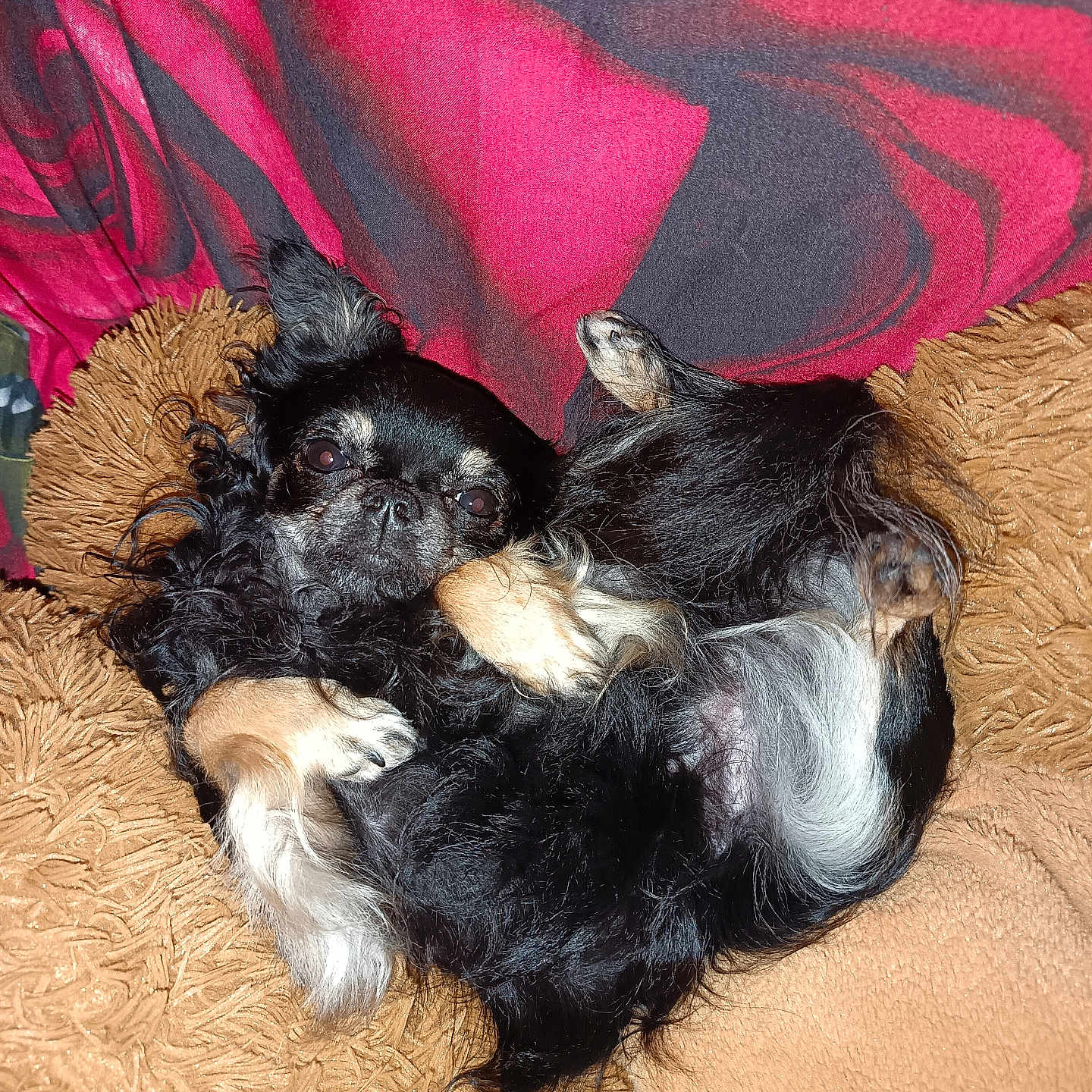 Cookie a rejoint le concours — aidez-le/la à gagner de superbes lots ! animal, black_dog, blanket, canine, companion, cozy, curious, cute, dog, domestic_animal, fur, furry, indoor, lying_down, pet, portrait, relaxed, resting, small_dog, tan_paws