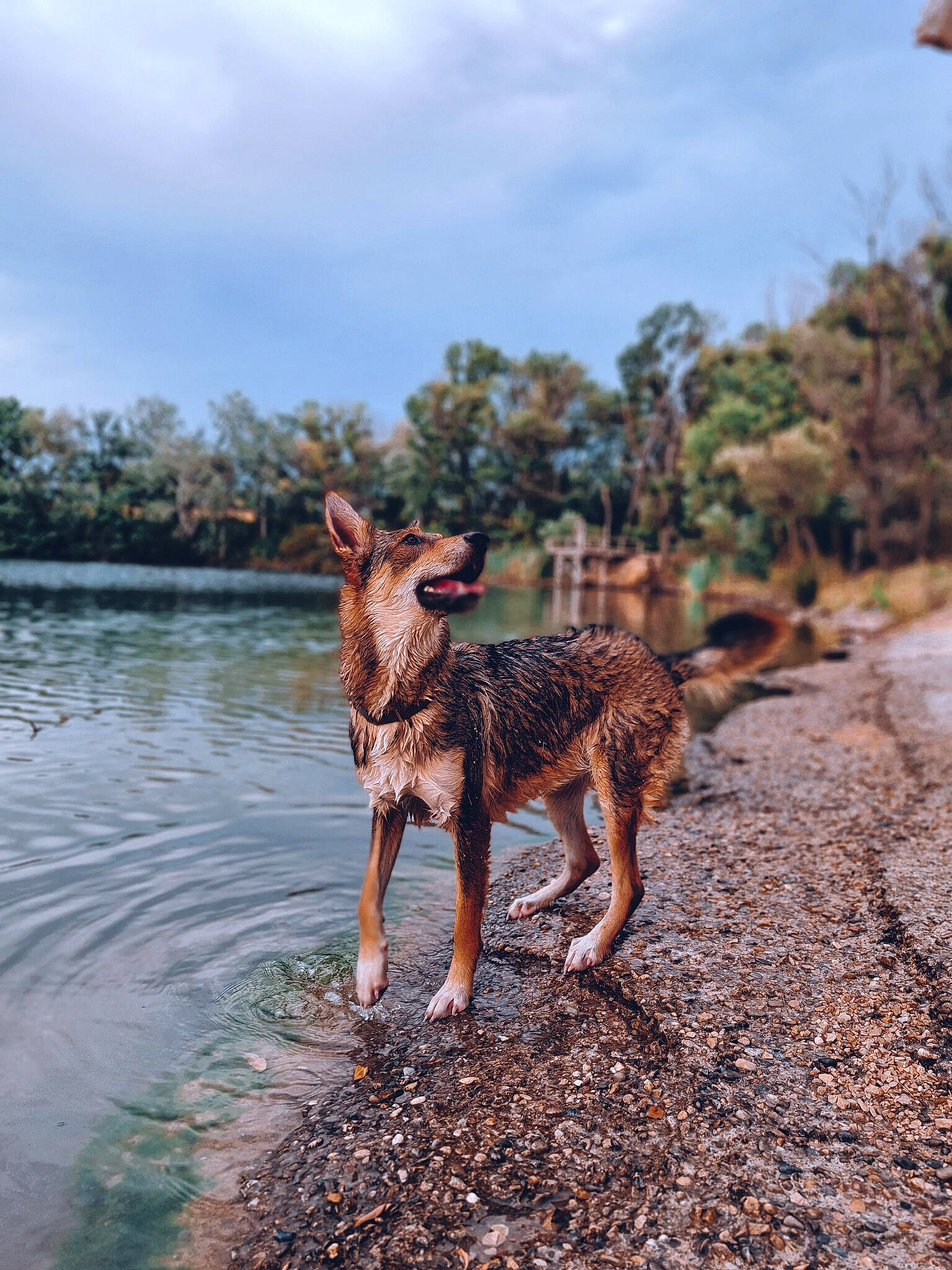 Volt a rejoint le concours — aidez-le/la à gagner de superbes lots ! canidae, carnivore, dog, dog_breed, fawn, hunting_dog, ibizan_hound, mammal, podenco_canario, river, sporting_group, vacation, wildlife