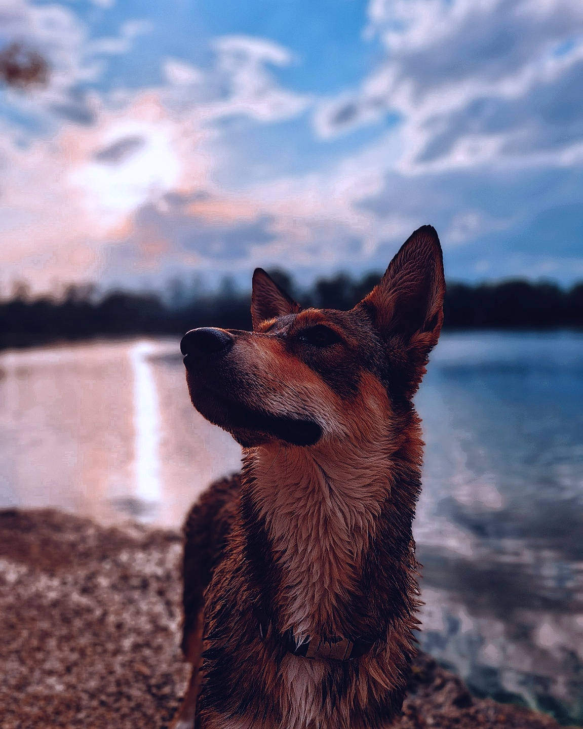 Volt a rejoint le concours — aidez-le/la à gagner de superbes lots ! australian_cattle_dog, canidae, carnivore, cloud, dog, dog_breed, evening, german_shepherd_dog, herding_dog, king_shepherd, mammal, old_german_shepherd_dog, reflection, sky, vertebrate, working_dog