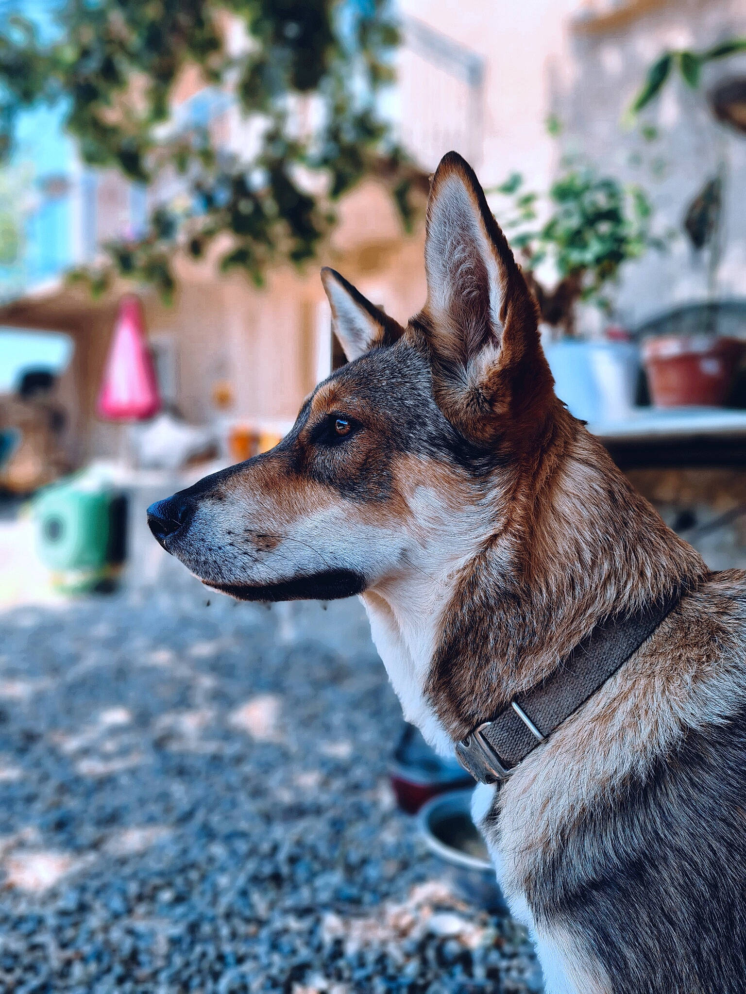 Volt participe au concours pour gagner de l'argent avec cette photo : canidae, canis, carnivore, czechoslovakian_wolfdog, dog, dog_breed, kunming_wolfdog, mammal, saarloos_wolfdog, seppala_siberian_sleddog, shikoku, snout, swedish_vallhund, tamaskan_dog, vertebrate, wolfdog, working_dog