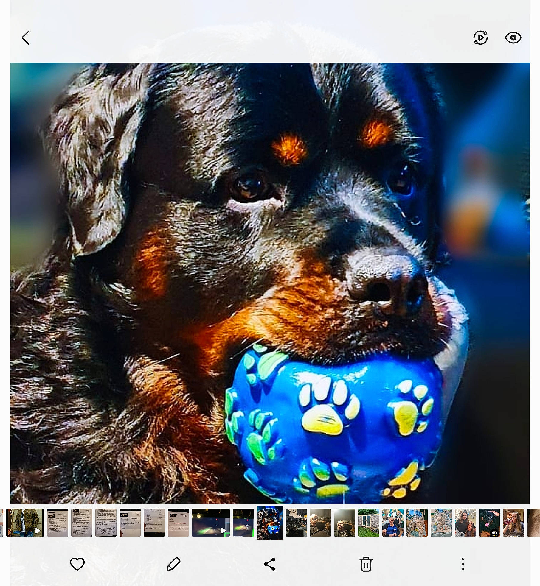 Diesel joined the competition — help win amazing prizes! carnivore, companion_dog, dog, dog_breed, font, happy, photo_caption, rectangle, screenshot, sporting_group, square, working_dog