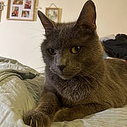 Bidule participe au concours pour gagner de l'argent avec cette photo : cat, gray_cat, indoor, bed, paw, claws, yellow_eyes, feline, resting, soft_texture, cozy, photography, pet, animal, fur, whiskers, portrait, home, wall_art, framed_photos