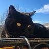 animal, black_cat, building, cat, closeup, daylight, domestic_animal, feline, house, nature, outdoor, peaceful, pet, portrait, quiet, railing, resting, sky, sunlight, yellow_eyes