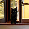 animal, animal_ears, black_cat, cat, curious, daylight, feline, home, indoors, looking, mysterious, natural_light, pet, quiet, shadow, still_life, whiskers, window, wooden_frame, yellow_eyes