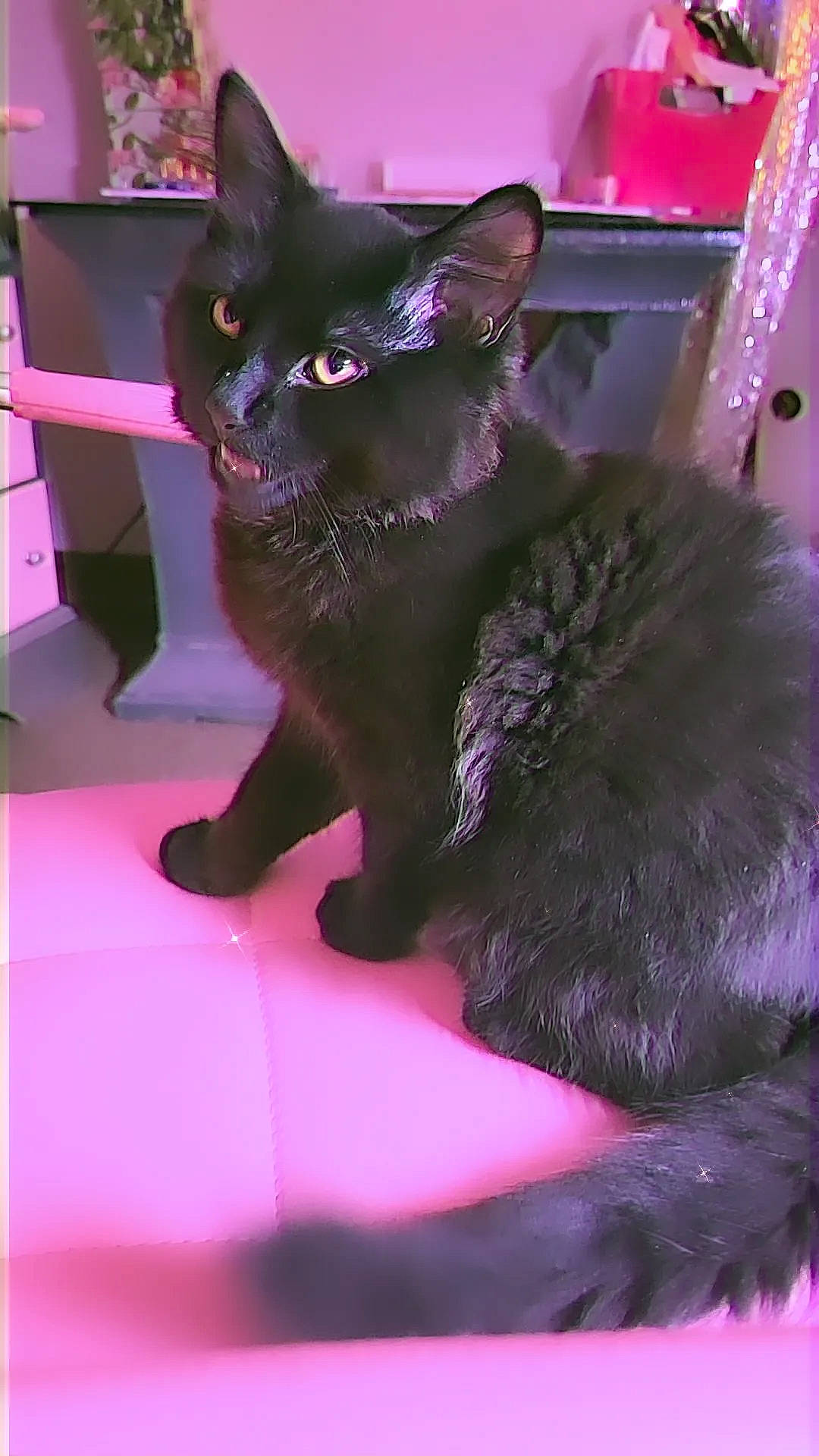 Barukuujei joined the competition — help win amazing prizes! black_cat, bombay, carmine, carnivore, cat, claw, comfort, domestic_short_haired_cat, event, felidae, fur, magenta, mammal, pink, purple, small_to_medium_sized_cats, snout, tail, violet, whiskers