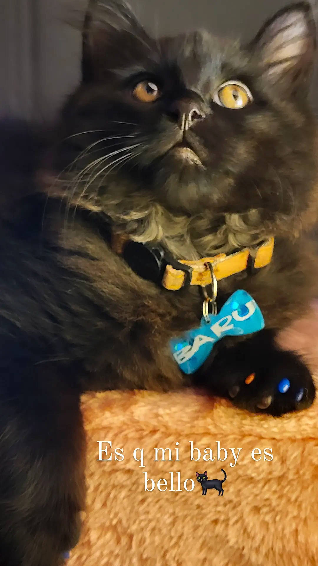 Barukuujei joined the competition — help win amazing prizes! carnivore, cat, electric_blue, event, felidae, fur, mammal, photo_caption, photography, small_to_medium_sized_cats, terrestrial_animal, vertebrate, whiskers