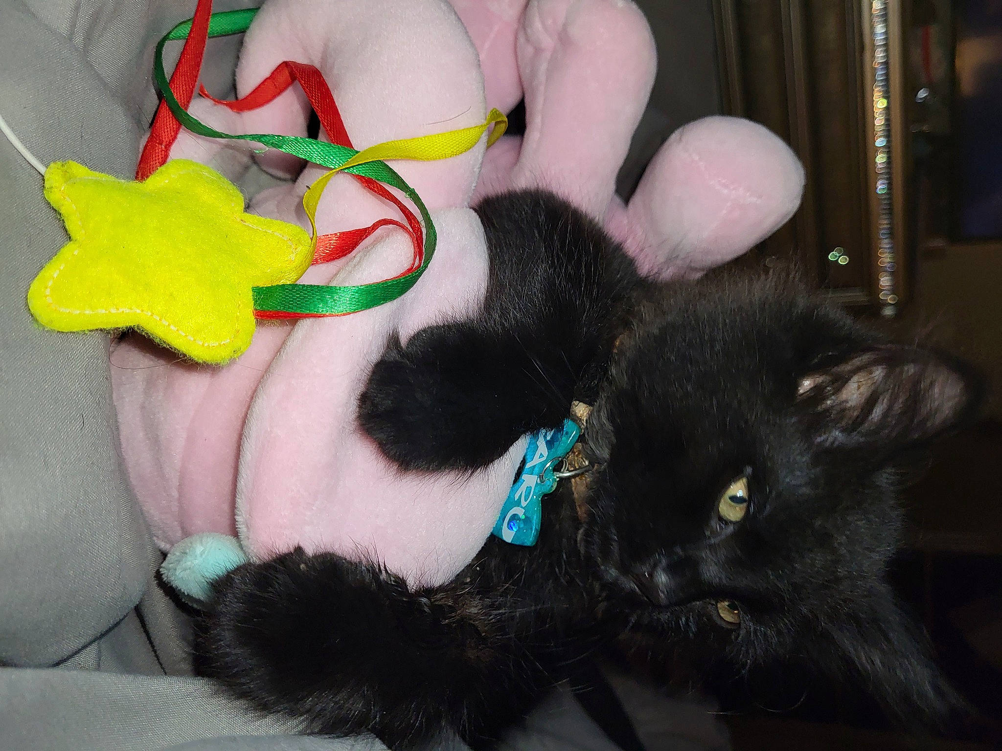 Barukuujei is registered to the contest to win money with this photo: carmine, cat, comfort, event, fashion_accessory, felidae, foot, fur, human_leg, lap, leg, nail, small_to_medium_sized_cats, stuffed_toy, tail, thigh, toy, whiskers, wool, wrist