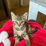 animal, blanket, blue_eyes, cat, cozy, curious, cute, domestic, feline, floor_tiles, home, indoor, kitten, paw, pet, red_blanket, tabby, table, whiskers, young