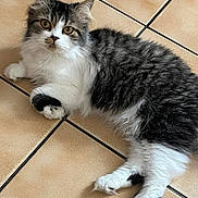 Yara a rejoint le concours — aidez-le/la à gagner de superbes lots ! animal, cat, curious, cute, domestic_animal, ears_up, feline, fluffy, four_legs, fur, indoor, lying_down, mammal, pet, relaxed, tabby, tile_floor, whiskers, white_paws, young_cat