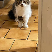 Yara participe au concours pour gagner de l'argent avec cette photo : animal, brown, cat, curious, cute, domestic, feline, floor, fur, home, indoor, kitten, looking, mammal, pet, small, standing, tile, whiskers, young