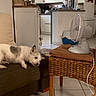 Atchoum a rejoint le concours — aidez-le/la à gagner de superbes lots ! dog, puppy, fluffy, small_dog, lying_down, couch, living_room, indoors, home, kitchen, furniture, wicker_table, fan, wood, tile_floor, white_fur, brown_fur, portrait, pet, cozy