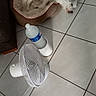 dog, sleeping, small_dog, white_fur, pet_bed, indoor, tile_floor, floor_fan, plastic_bottle, home, resting, relaxed, animal, companion_animal, fluffy, pointed_ears, brown_bed, household_objects, casual_photo, top_down_view