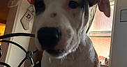 Casper joined the competition — help win amazing prizes! dog, puppy, pet, animal, white_dog, floppy_ears, black_spots, brown_spots, close_up, portrait, front_facing, curious, indoors, bed, blanket, window, bedroom, house, soft_lighting, snack_pack