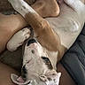 Casper is registered to the contest to win money with this photo: dog, pet, animal, white_dog, spotted_dog, upside_down, lying_down, belly_up, tongue, paws, legs, ears, relaxed, playful, funny, lap, person, couch, indoor, portrait