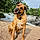 Odie Whan Kanobee