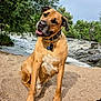 dog, canine, pet, outdoor, nature, river, water, sand, trees, greenery, collar, animal, mammal, fur, portrait, curious, head_tilt, daylight, landscape, playful