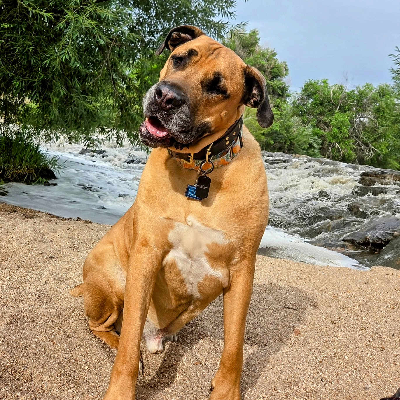 Odie Whan Kanobee is registered to the contest to win money with this photo: animal, canine, collar, curious, daylight, dog, fur, greenery, head_tilt, landscape, mammal, nature, outdoor, pet, playful, portrait, river, sand, trees, water