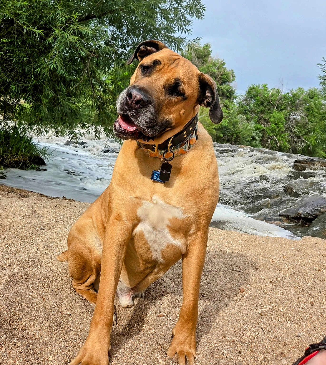 Odie Whan Kanobee is registered to the contest to win money with this photo: dog, canine, pet, outdoor, nature, river, water, sand, trees, greenery, collar, animal, mammal, fur, portrait, curious, head_tilt, daylight, landscape, playful