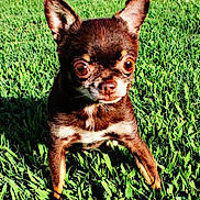Bodhi is registered to the contest to win money with this photo: dog, chihuahua, grass, outdoor, pet, animal, small_dog, sunlight, shadow, brown_fur, wide_eyes, close_up, cute, alert, standing, nature, mammal, face, ears, portrait