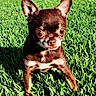 dog, chihuahua, grass, outdoor, pet, animal, small_dog, sunlight, shadow, brown_fur, wide_eyes, close_up, cute, alert, standing, nature, mammal, face, ears, portrait