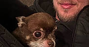 Bodhi is registered to the contest to win money with this photo: beard, brown_dog, casual, closeup, companion, couch, cozy, dog, face, friendship, happy, human, indoor, jacket, leisure, man, pet, small_dog, smile, zipper