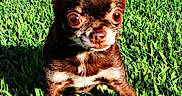 Bodhi is registered to the contest to win money with this photo: dog, chihuahua, small_dog, brown_dog, grass, outdoor, pet, animal, alert, ears, eyes, canine, closeup, standing, sunlight, nature, cute, portrait, tiny, fur