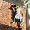 Cleo Patches is registered to the contest to win money with this photo: animal, ball, calico, carpet, cat, cozy, feline, fur, home, indoor, paw, pet, playful, relaxed, resting, shadow, sunbeam, sunlight, toy, window
