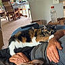 Cleo Patches joined the competition — help win amazing prizes! arm, brown_dog, calico_cat, carpet, cat, chair, dog, furniture, hand, home, indoor, living_room, natural_light, person, relaxed, remote_control, resting, table, water_bottle, window