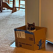 Cleo Patches is registered to the contest to win money with this photo: amazon, animal, box, cardboard, carpet, cat, cozy, curious, domestic, doorway, floor, furniture, home, indoor, light, package, pet, tape, window, wooden_chair