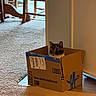 amazon, animal, box, cardboard, carpet, cat, cozy, curious, domestic, doorway, floor, furniture, home, indoor, light, package, pet, tape, window, wooden_chair