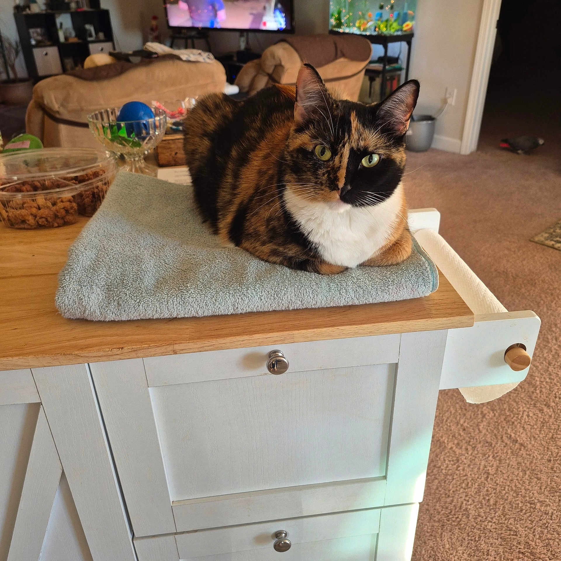Cleo Patches