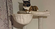 Cleo Patches joined the competition — help win amazing prizes! animal, beige, calico_cat, calm, cat, cat_tree, curious, curtain, domestic_cat, furniture, home, indoor, multi_level, pet, plush, relaxed, resting, shadow, soft, wall